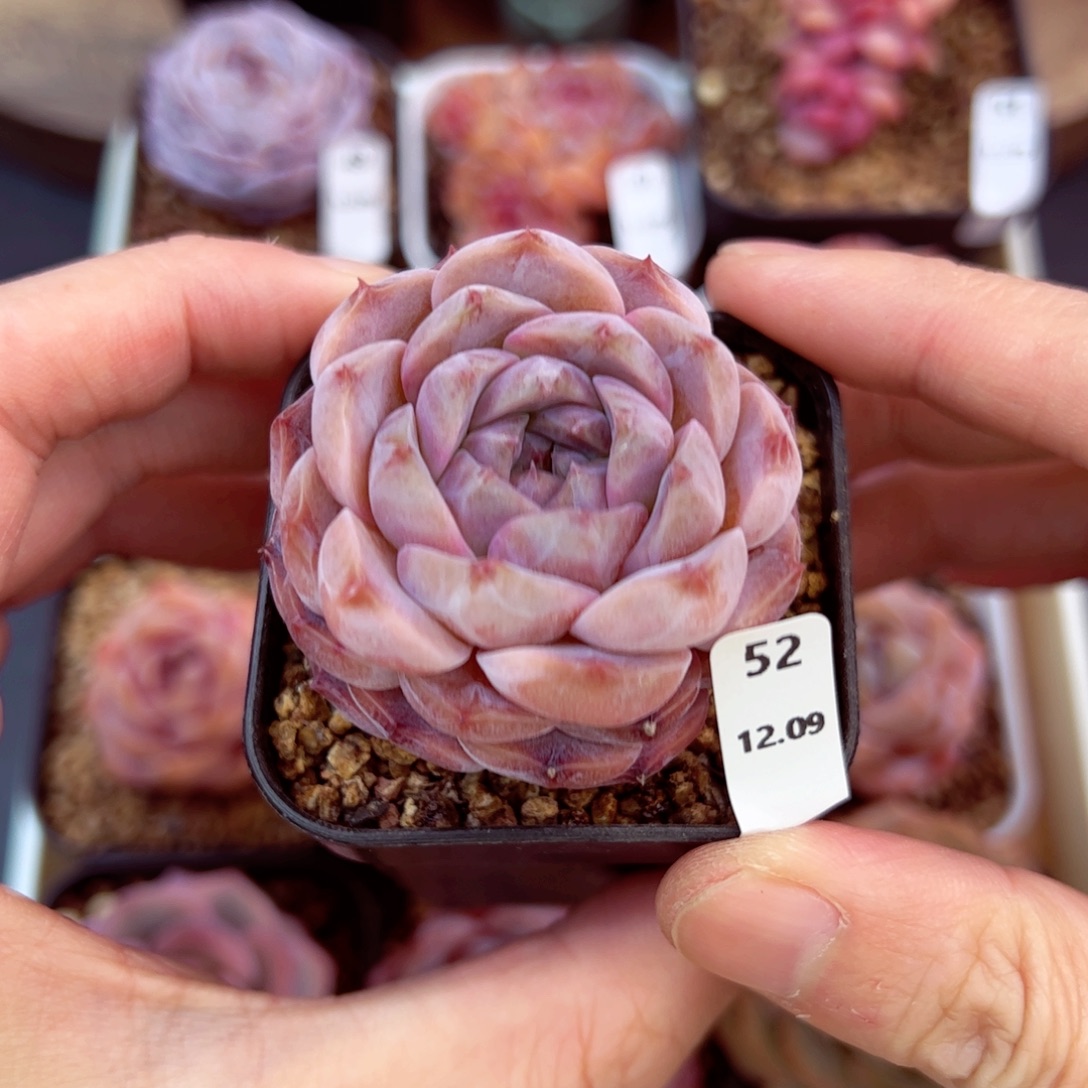 好好看52、哈哈哈哈哈