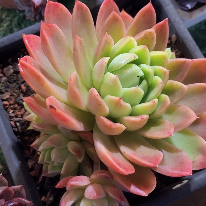 红女巫24117多肉植物