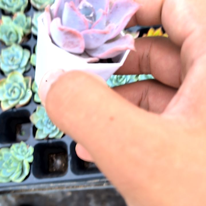 露西娜，满5元包邮，