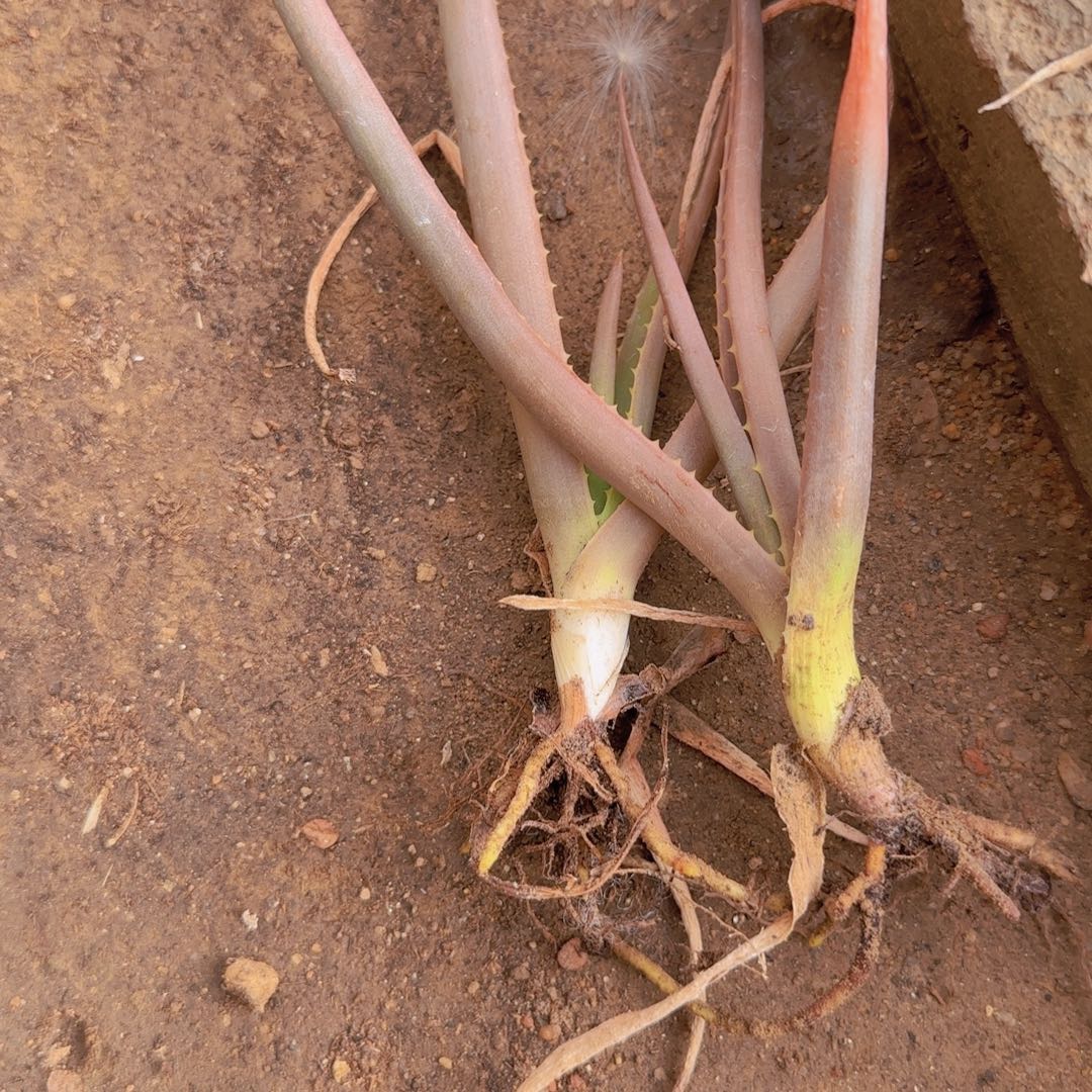 2***！块根植物块根植物