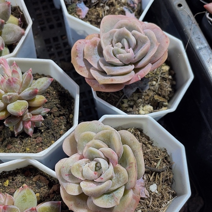 石化可爱玫瑰带盆土发