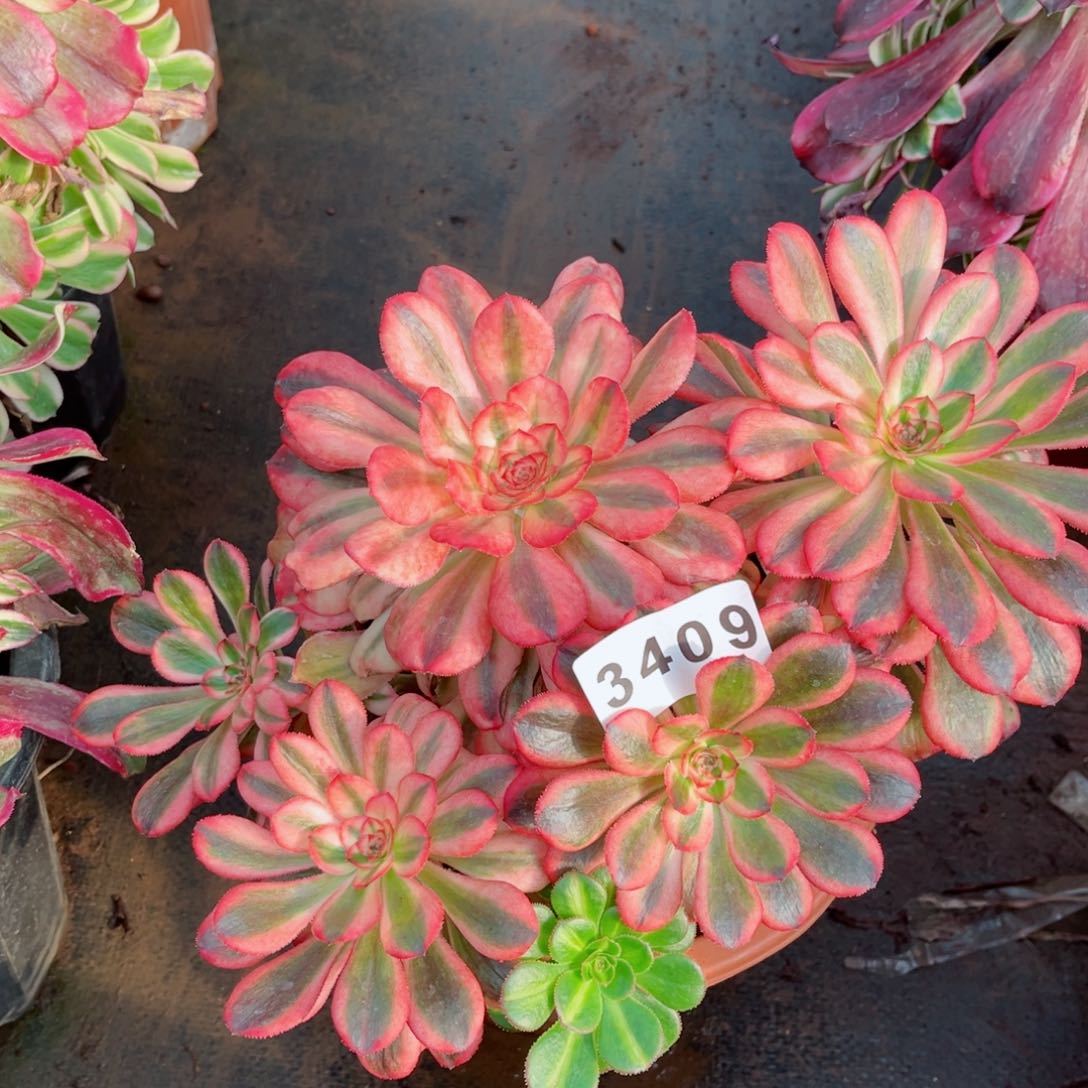 初恋多肉发货发货