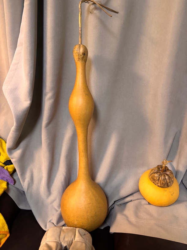 青禾精品葫芦预售链接，直播间扣号下单