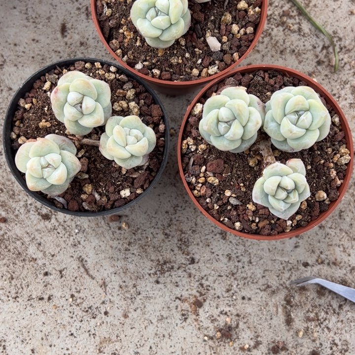 豆豆一物一拍专拍