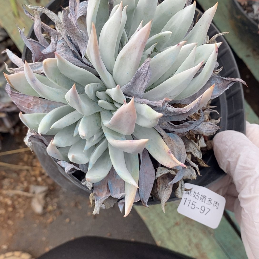 97号雪花苹果叶y