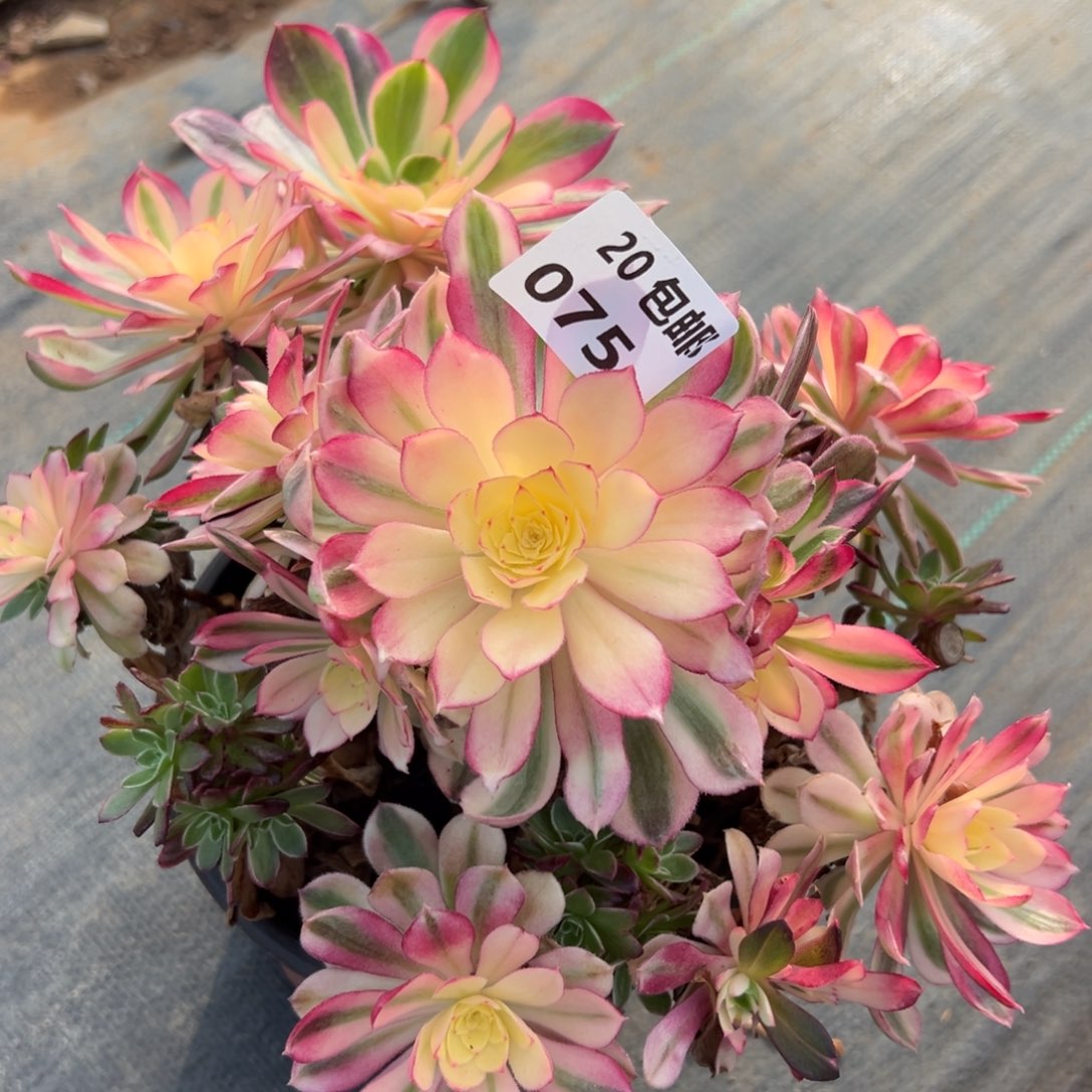 快***活075雨荷母本，满20包邮嘟叮熊