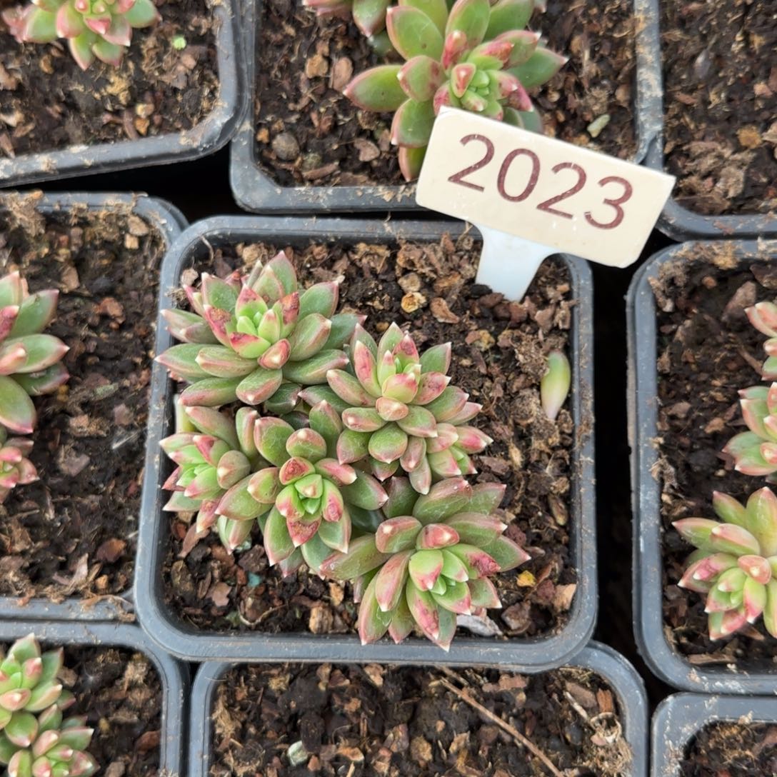 2023。    柏拉图多肉