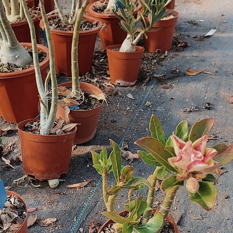 【闪购商品】X****6绿植