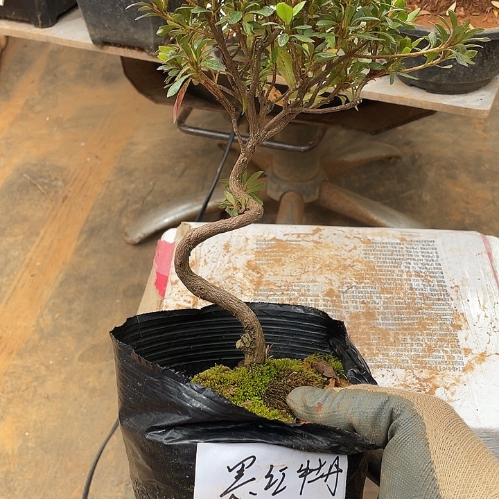 朱***朱无花朵8888888888