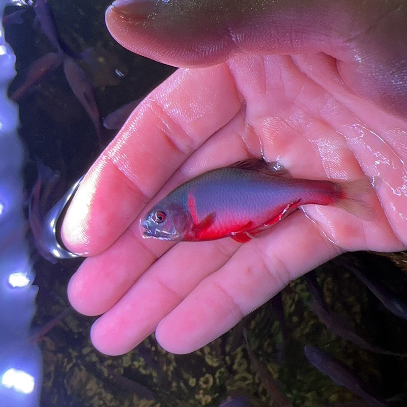 原生鱼火山鳑鲏冷水观赏鱼群游溪流缸