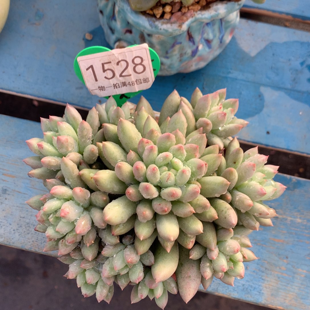 黄体岩字无砍捧花1528