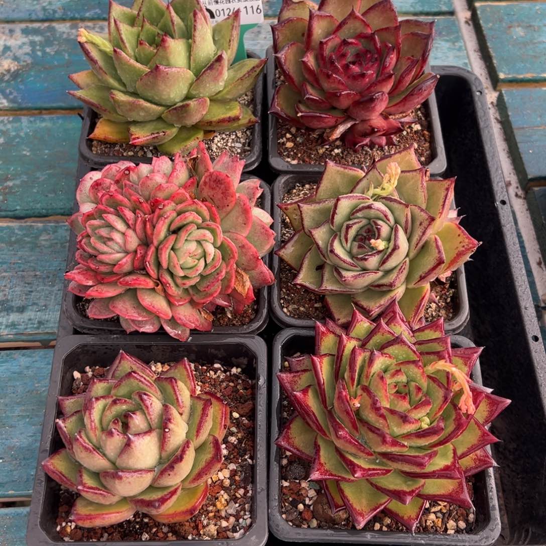 从前慢多肉精选编号0124.116