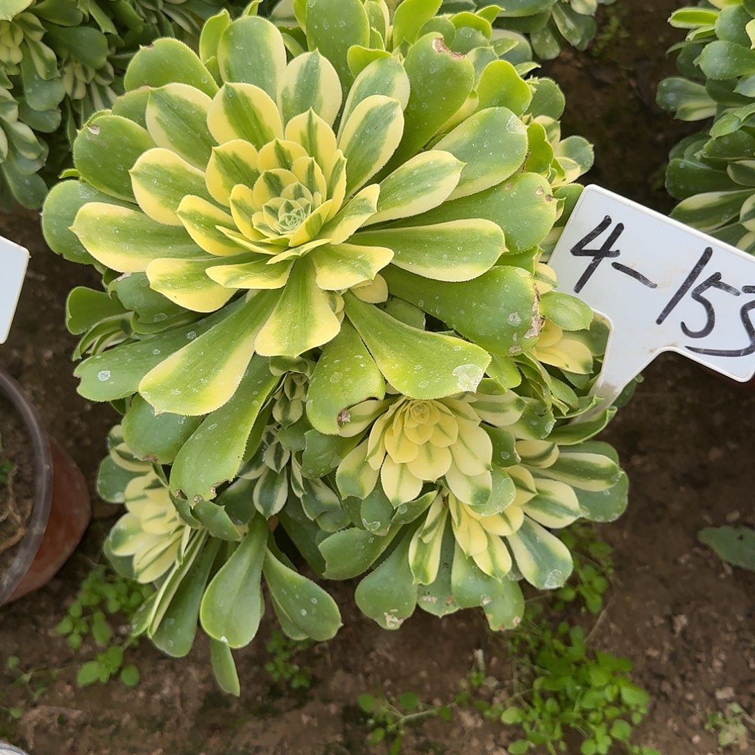 4-153新尼亚多肉法师多肉