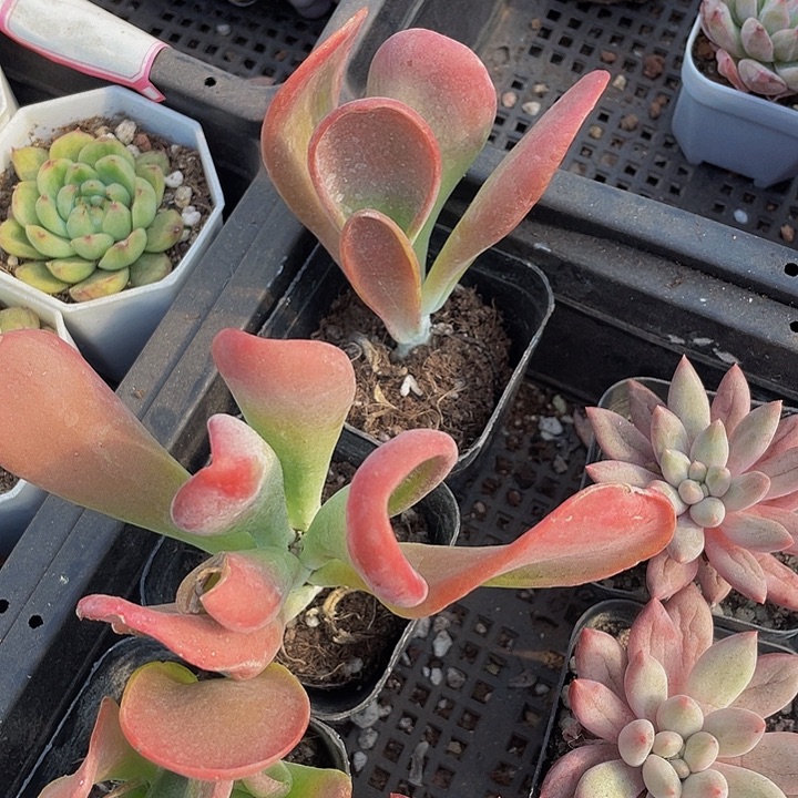 火狐狸带盆土发货