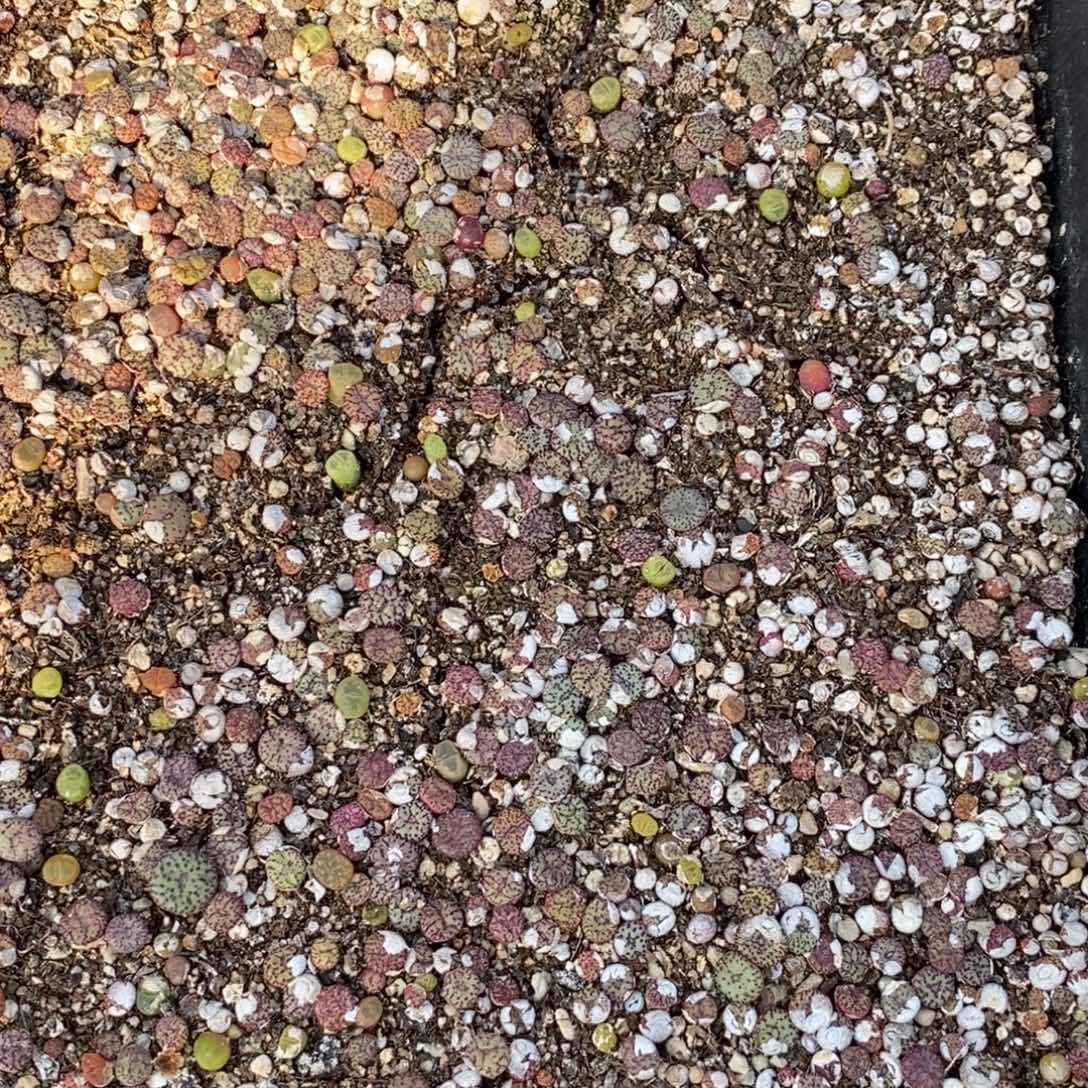 极品安贞混 一筐带盆发