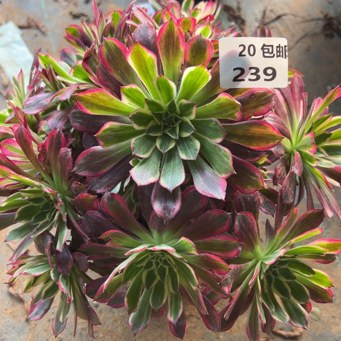 239天荷，满20包邮嘟叮熊