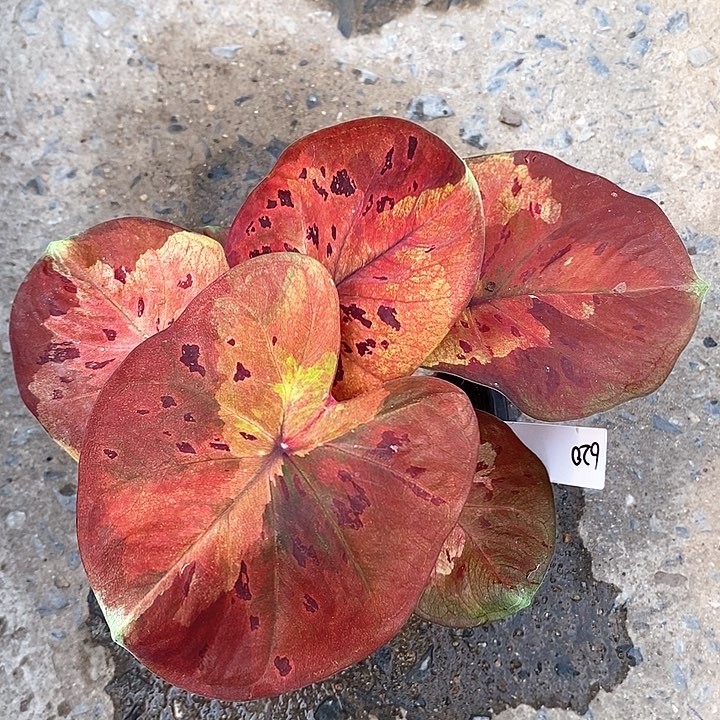 620-0205 泰国彩叶 