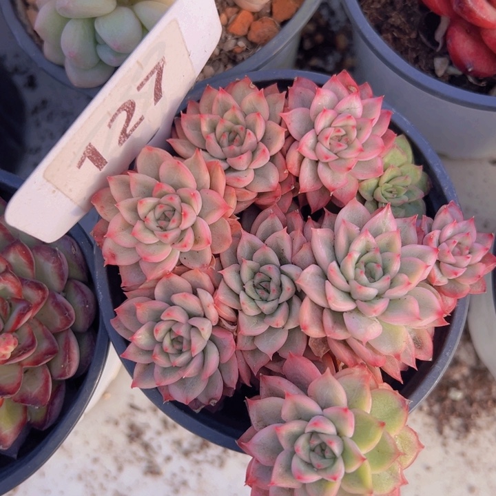 健健康康平平安安多肉植物