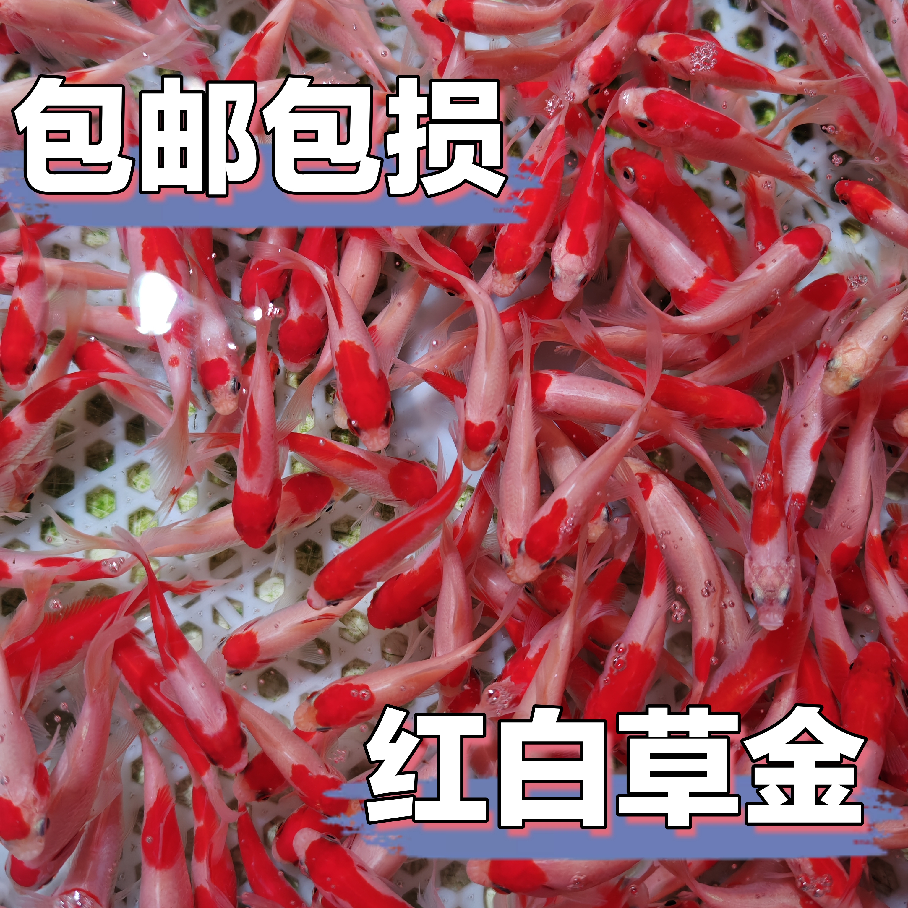 【冷链包邮】红白草金 3-6公分 保底17条 颜色混搭 新手好养 