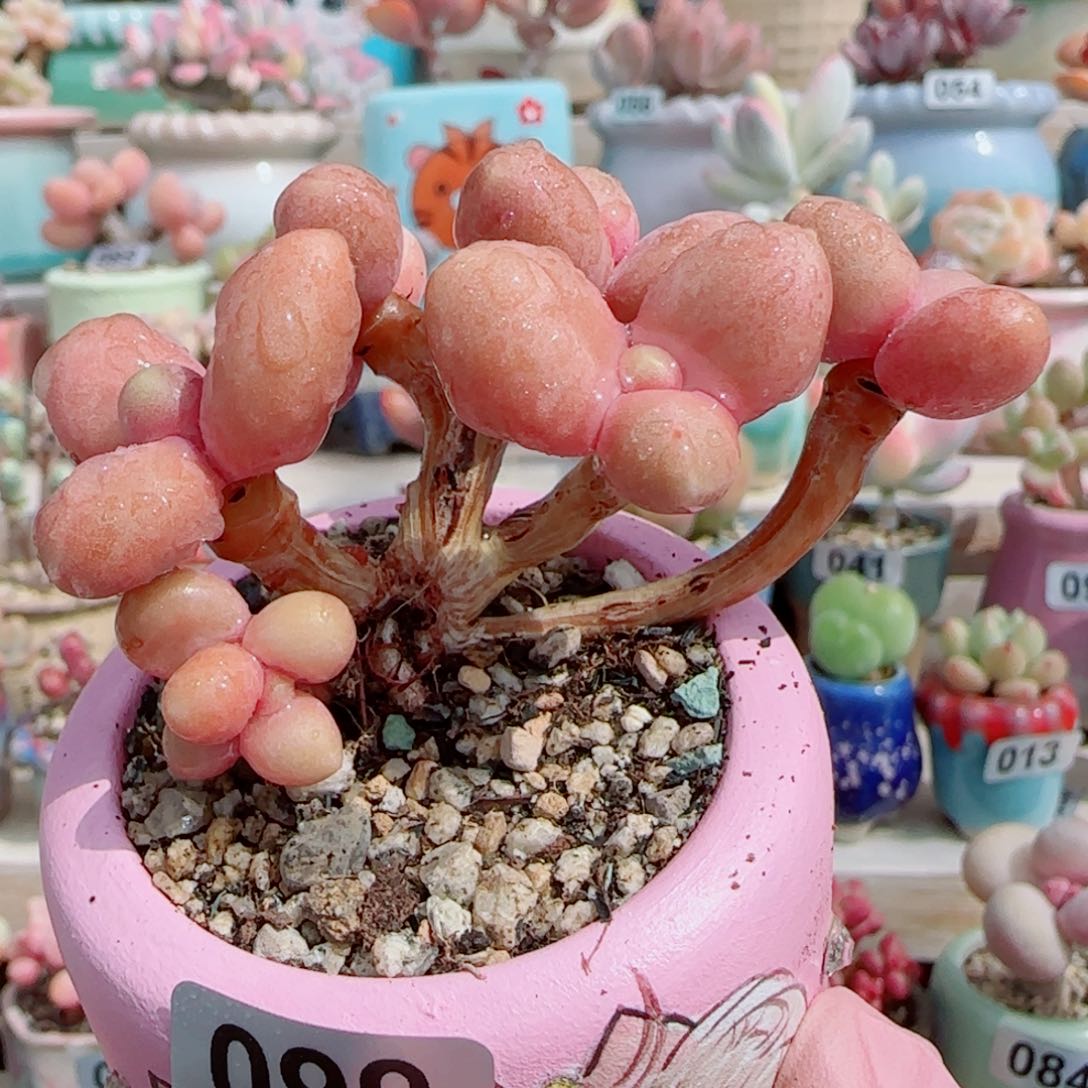 造型糖果美人奶 盆口4.5cm