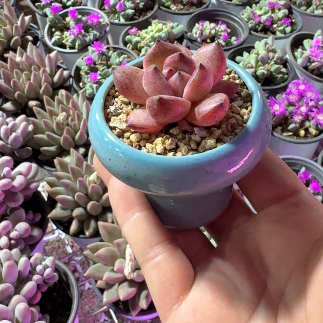 夜魔侠多肉拇指盆特小随机