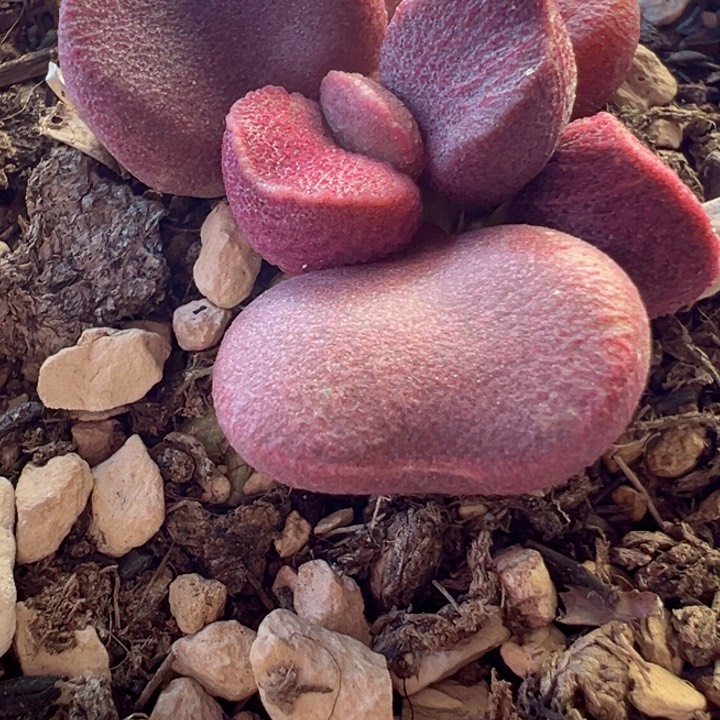 +**～可以说是我的最爱了呀