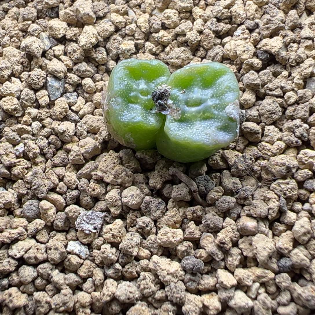 1-148肉锥多肉植物