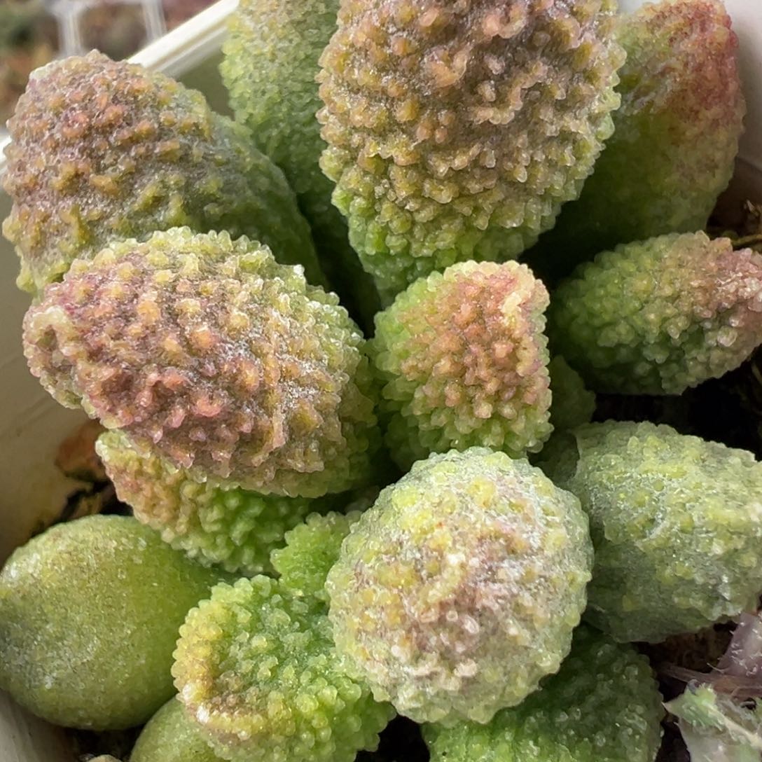 冰晶款实生新品多肉植物水泡