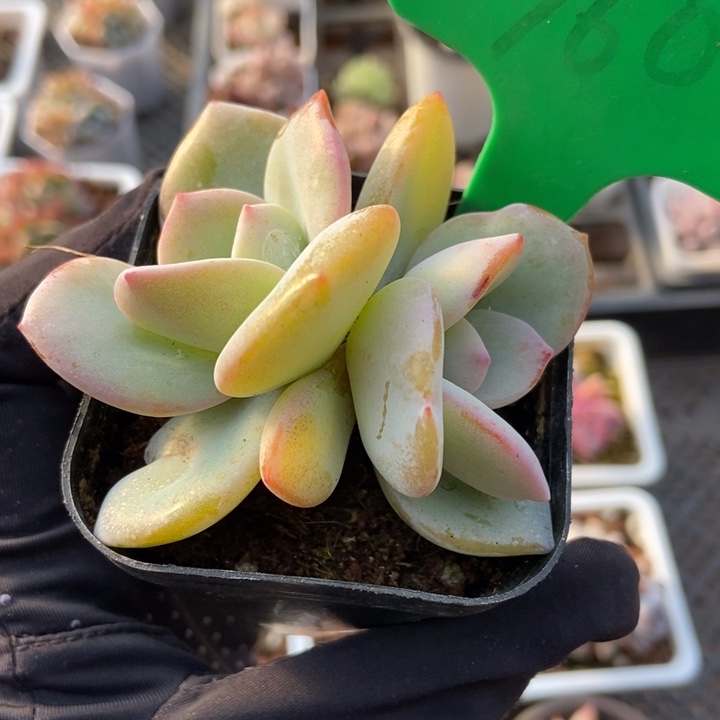 760奶茶多肉植物保护