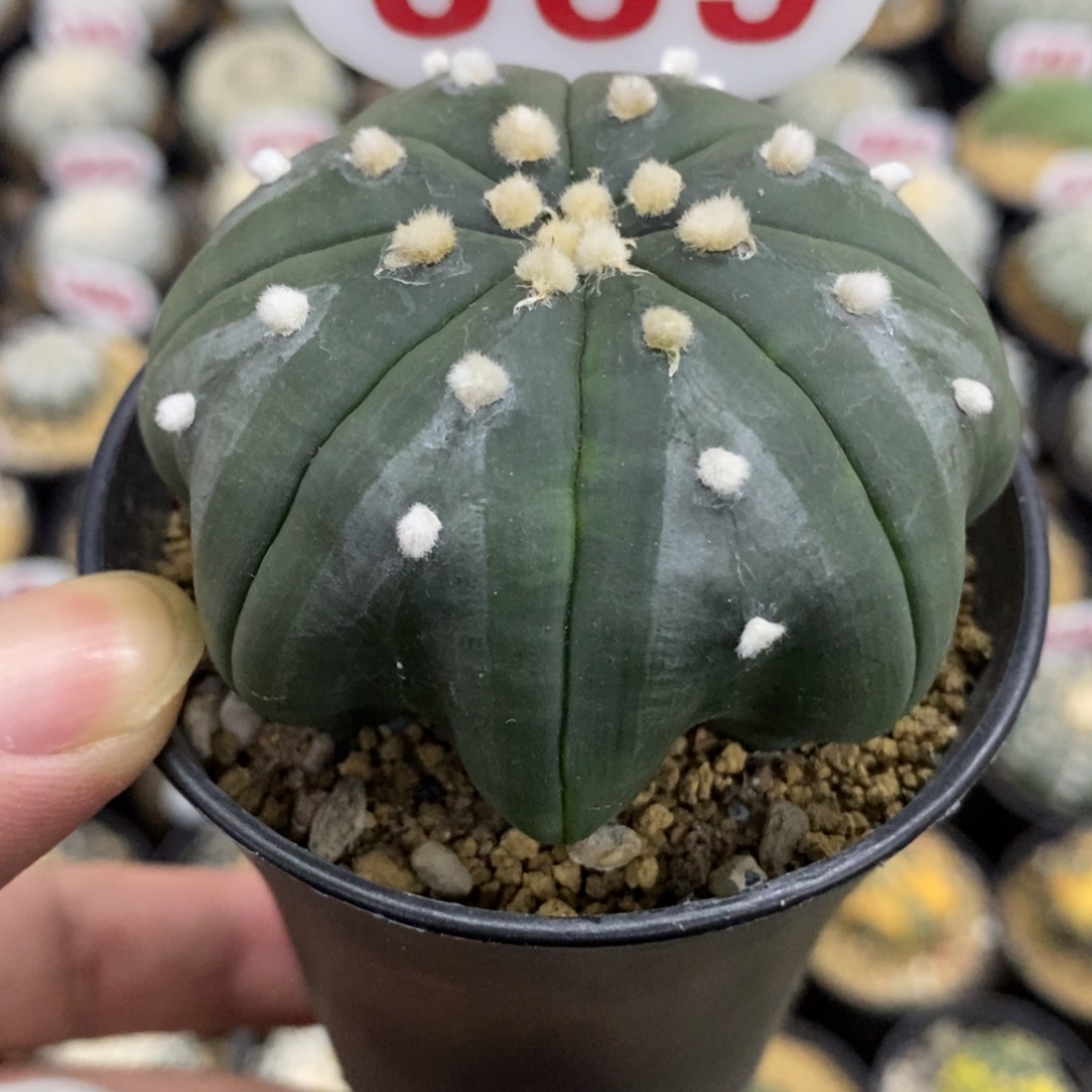 389高脚琉璃指纹海星兜