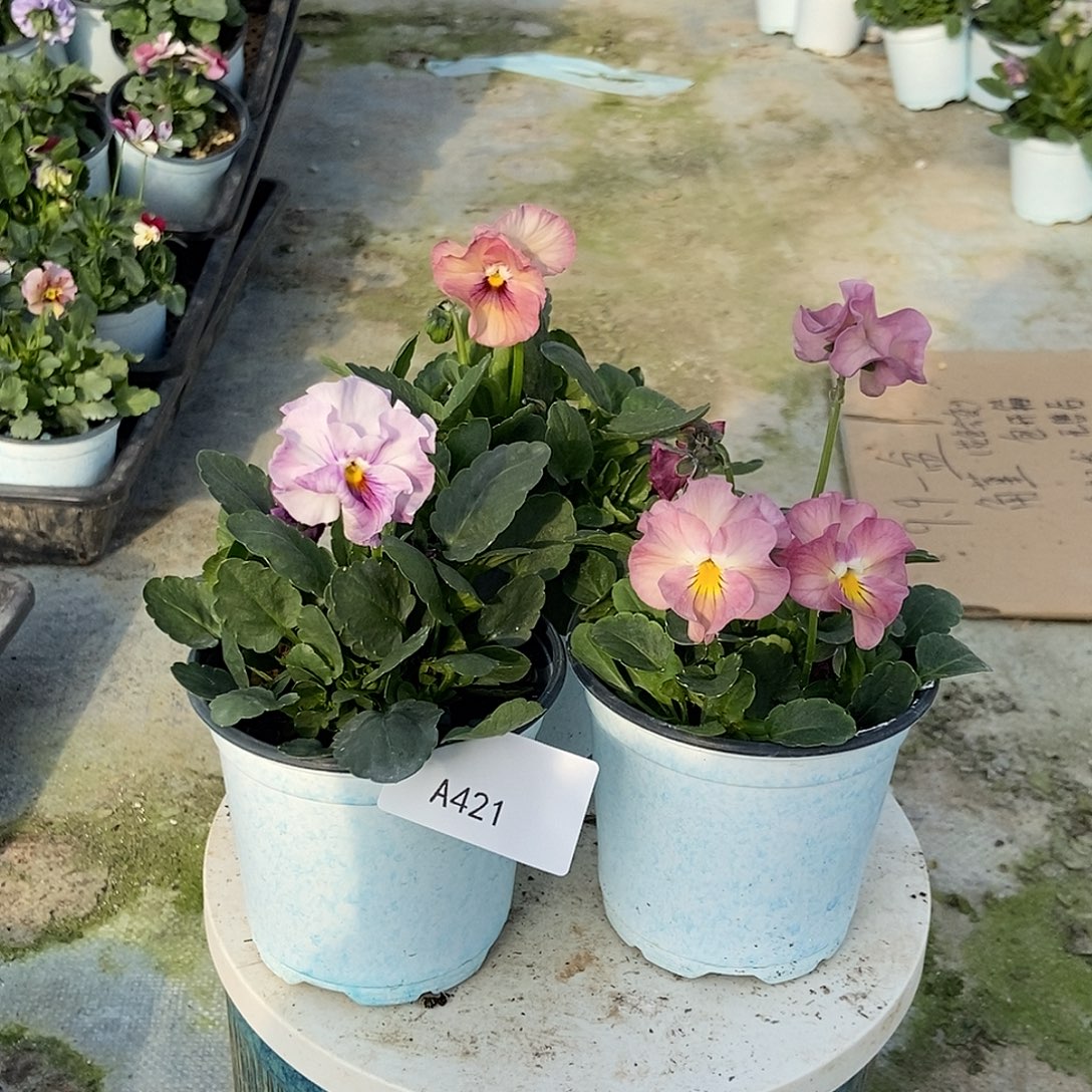 大部分花苞少量开放