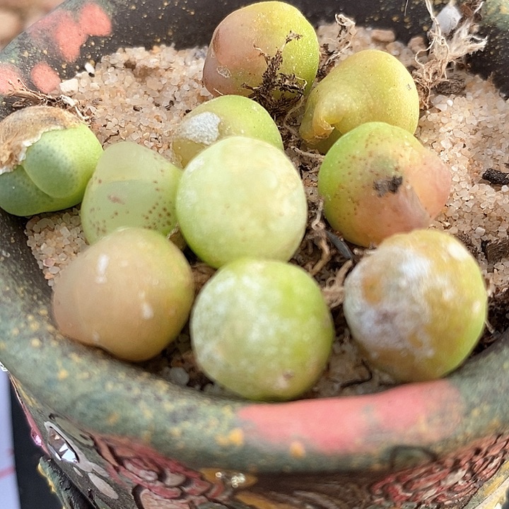 1150拉登一颗一颗