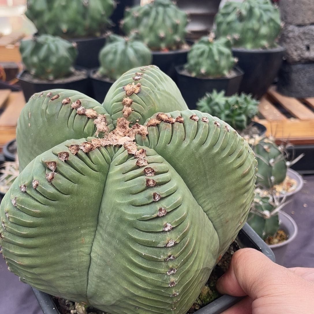 068实生根丸棱龟甲鸾凤玉