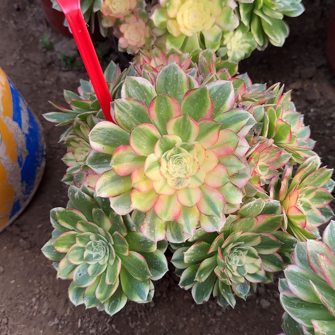 4591海王多肉法师