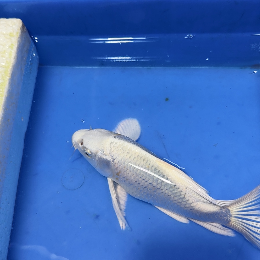 蝴蝶鲤鱼一条白色