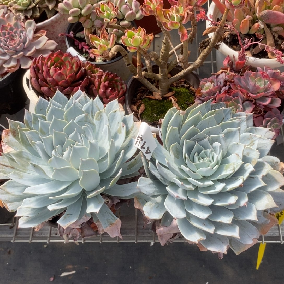 咚***咚4144薄叶蓝鸟一物一拍两盆