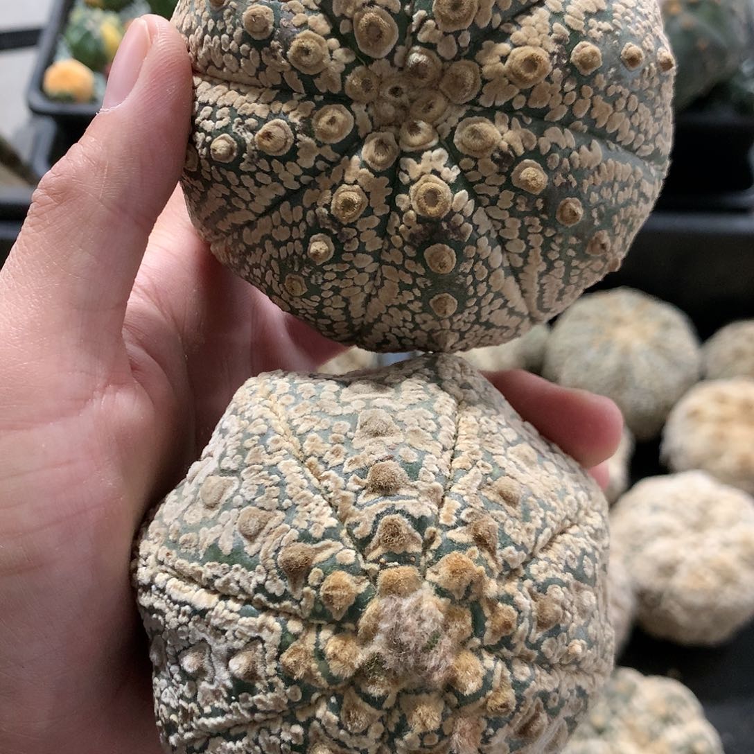 【闪购商品】人****…两兜兜兜