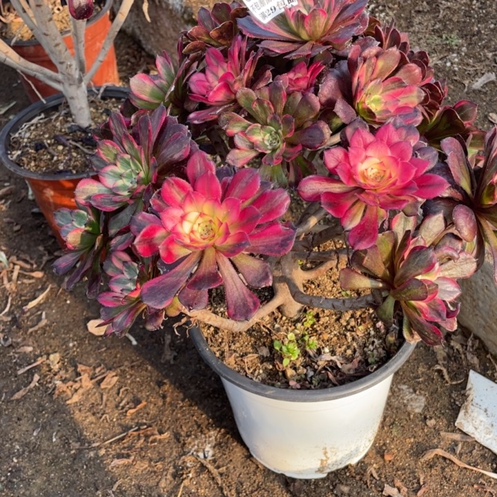 183号烟花多肉植物