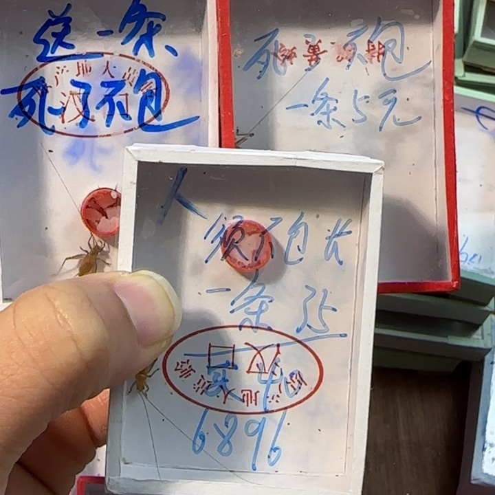 天***骑蟋蟀蝈蝈我在外面吃饭呢你