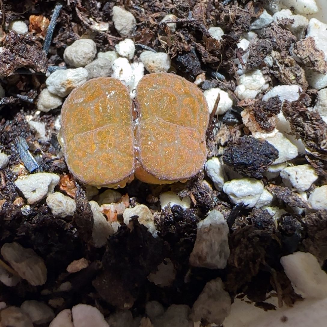 肉锥多肉植物百科-朱雀1086