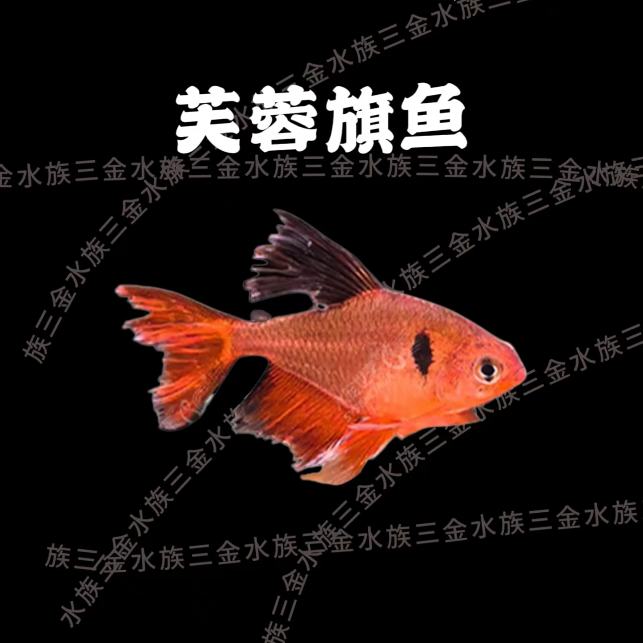 芙蓉旗鱼（混发不分公母）