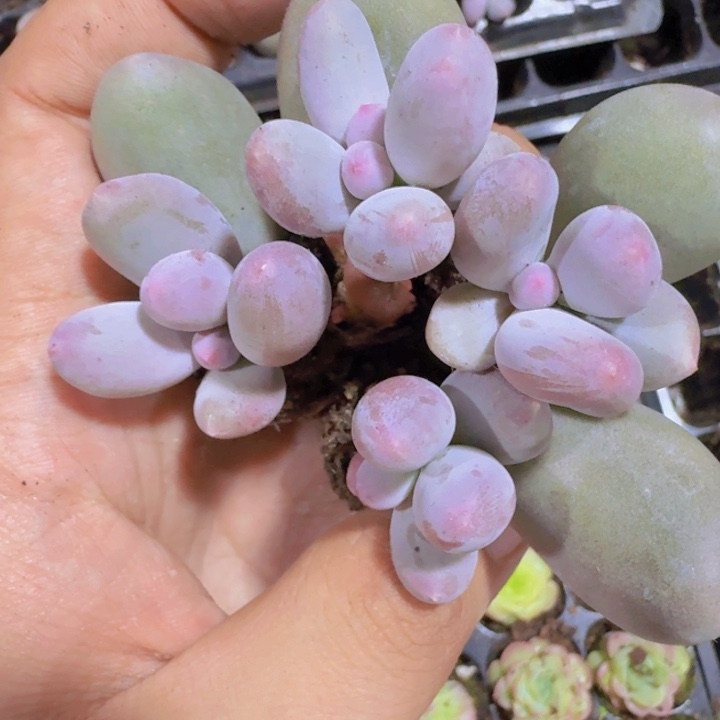 米可奶酪三颗一组