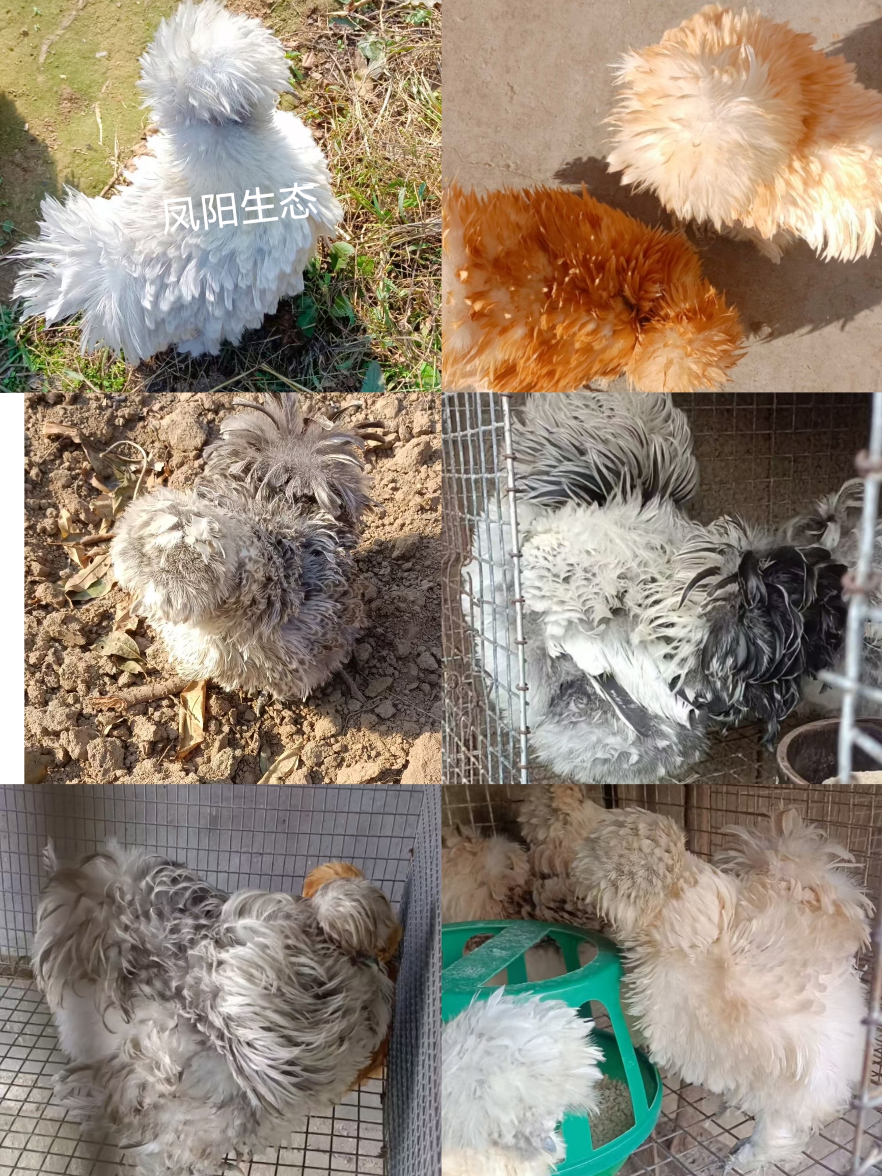 生鲜鸡蛋受精蛋鸡长尾鸡怀特婆罗门波兰鸡白桂