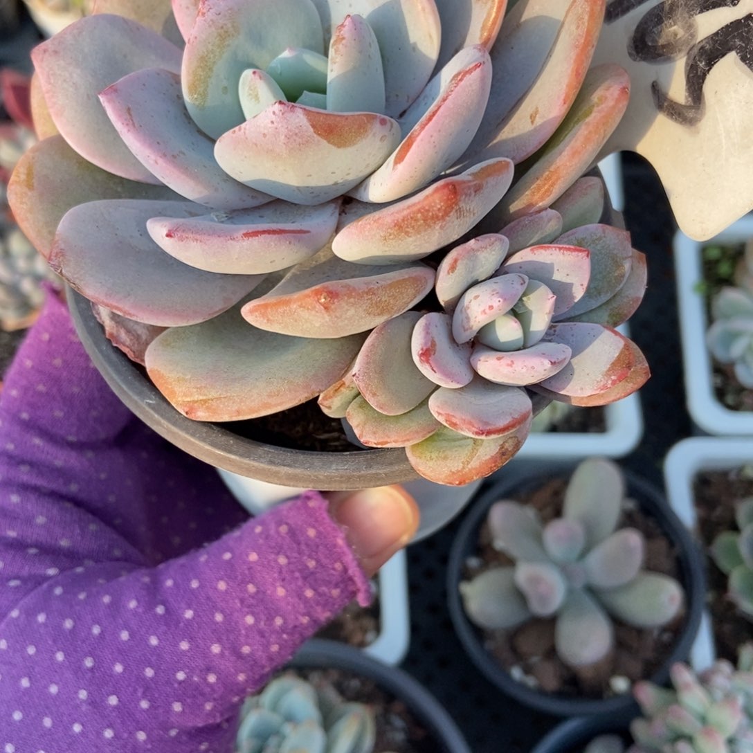 965奶茶多肉植物多肉