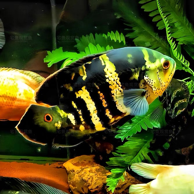 大黄蜂野生地图鱼热带观赏鱼活体