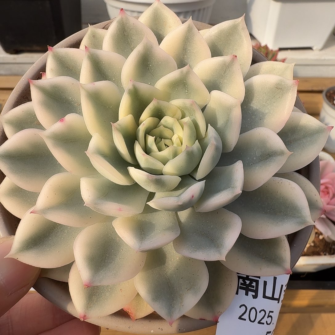 月亮仙子锦1111127-52