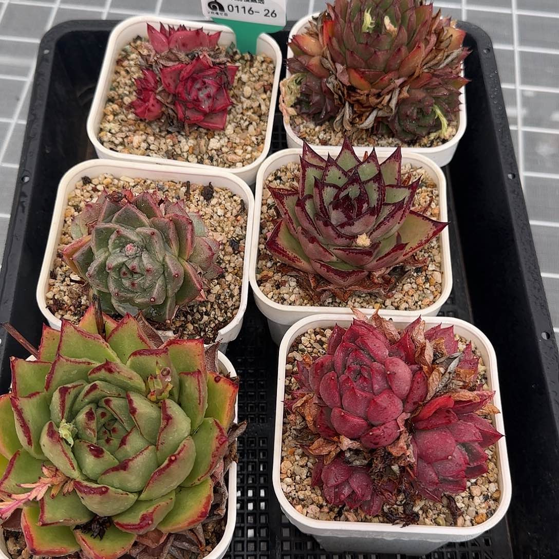 从前慢花园精选0116-26