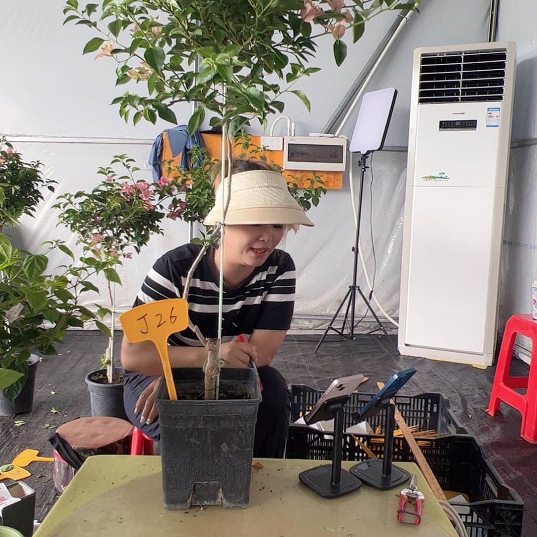 当前无花栽培后可以开花慈****）J26卡雅塔