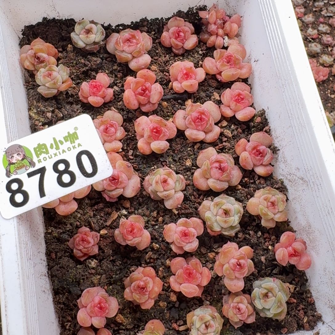 粉***坨多肉植物多肉植物