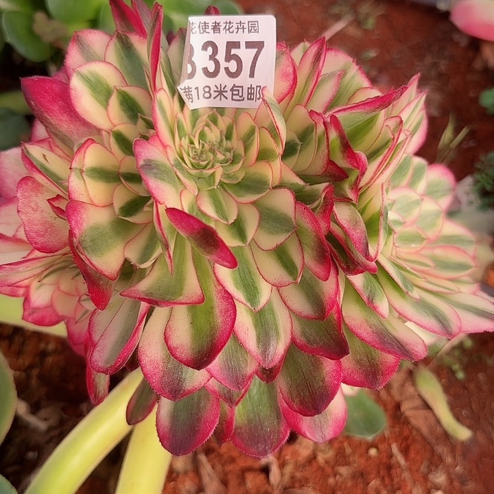 多肉法师荔枝朵朵缀化